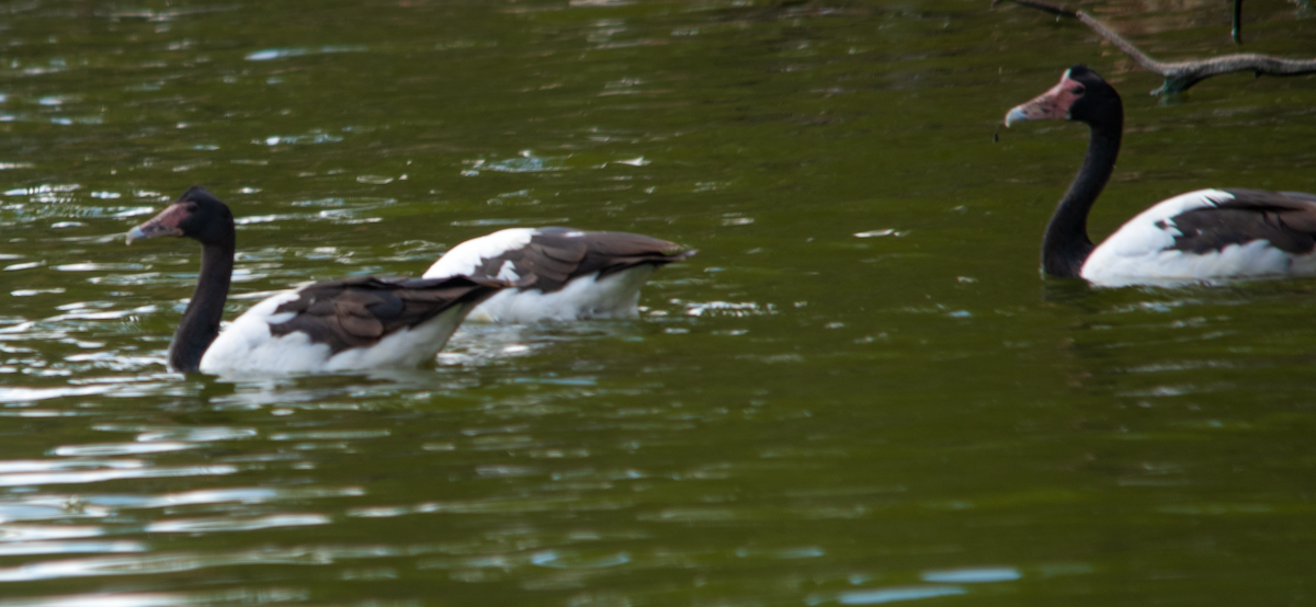 Magpie Goose - ML644135936