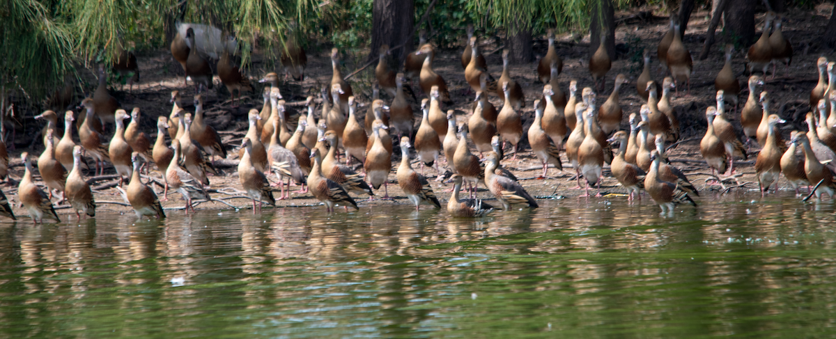Plumed Whistling-Duck - ML644135938