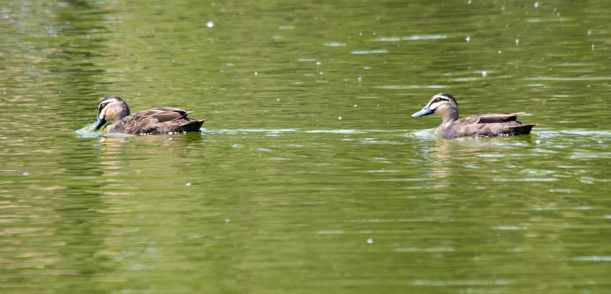 Pacific Black Duck - ML644135942