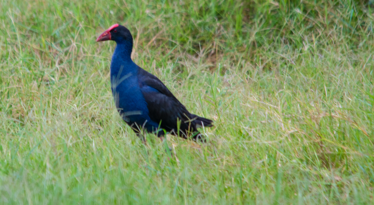 Australasian Swamphen - ML644135952