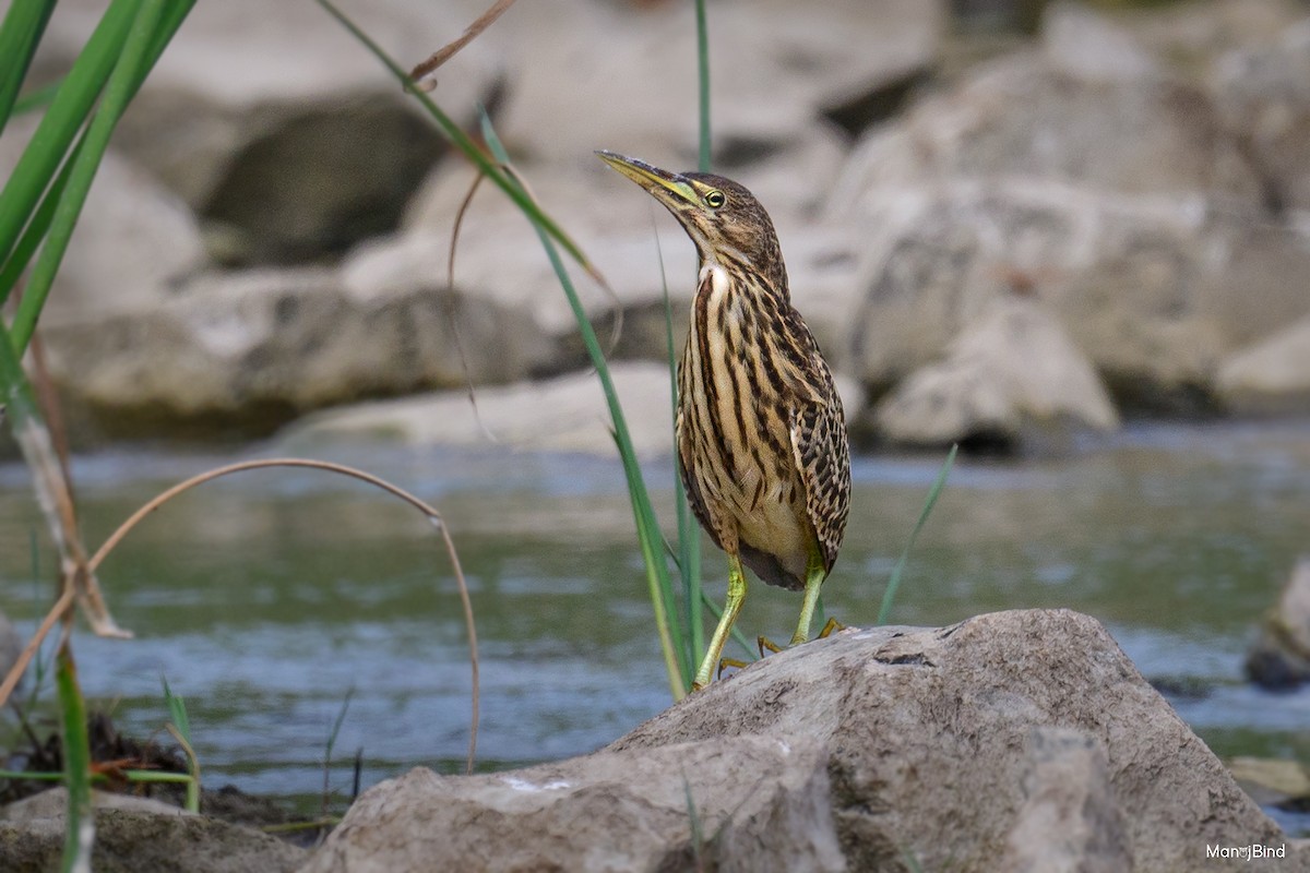Cinnamon Bittern - ML644135959