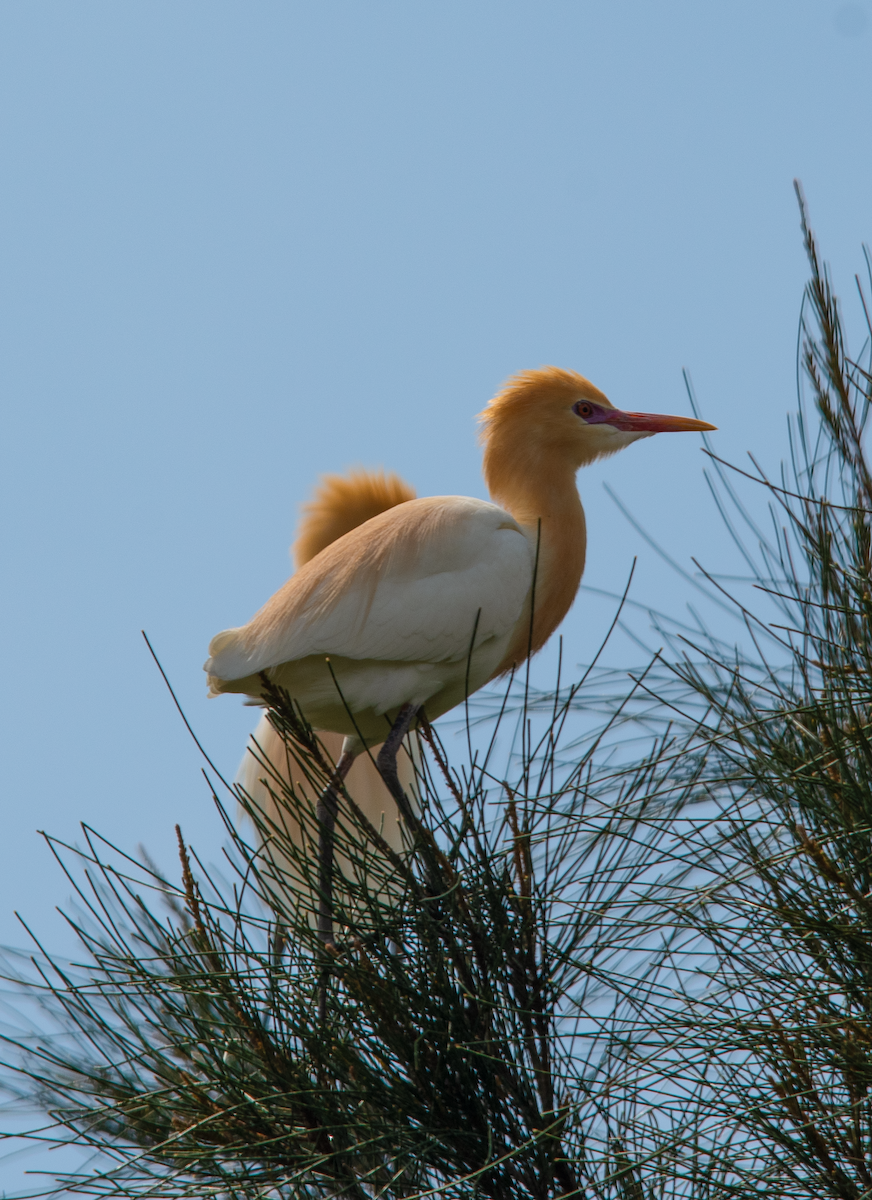 Eastern Cattle-Egret - ML644135968