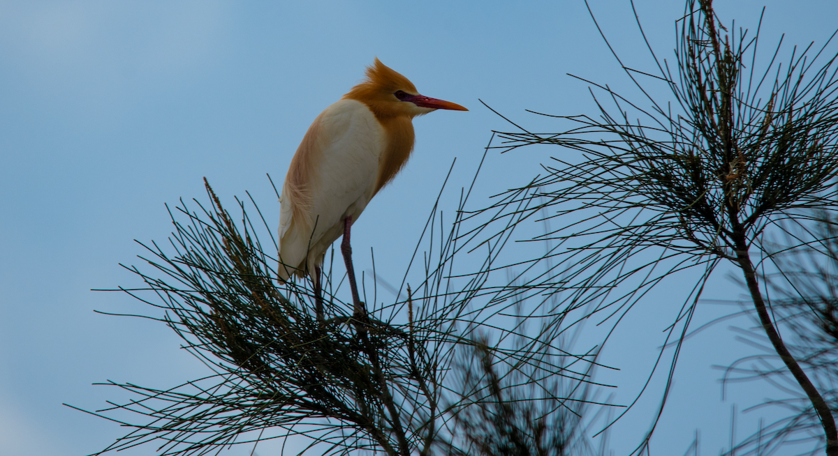 Eastern Cattle-Egret - ML644135969