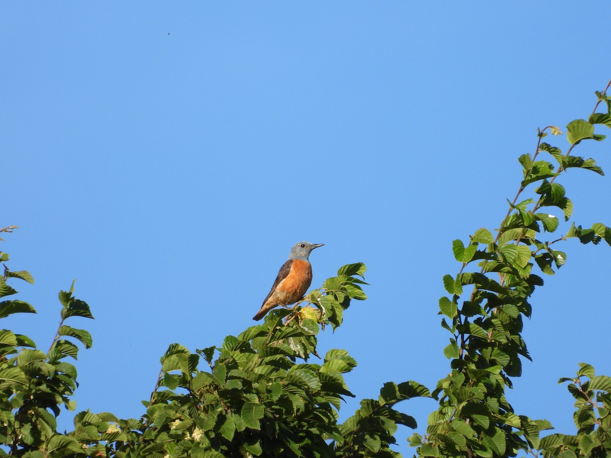 Rufous-tailed Rock-Thrush - ML644135975