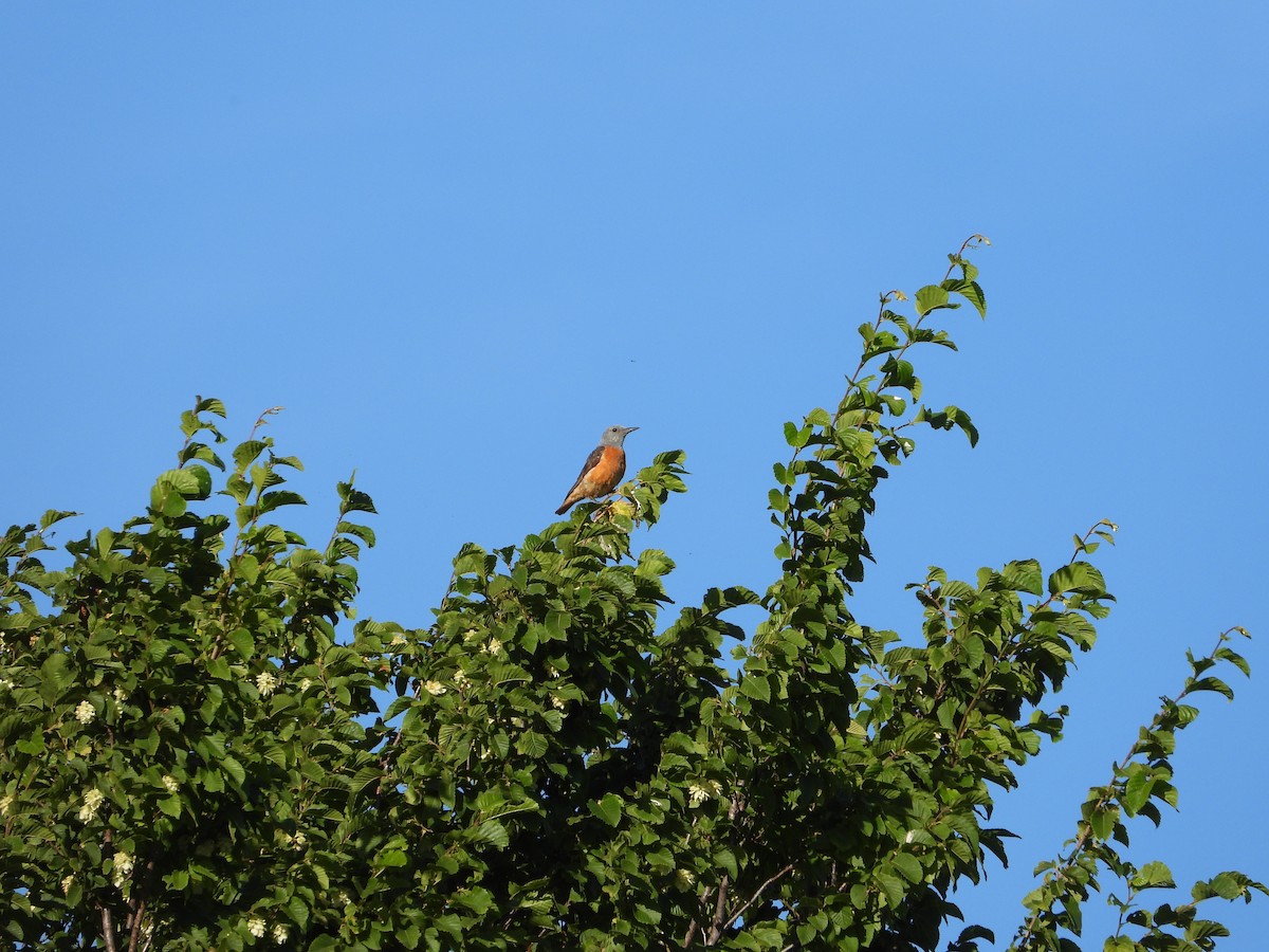Rufous-tailed Rock-Thrush - ML644135976