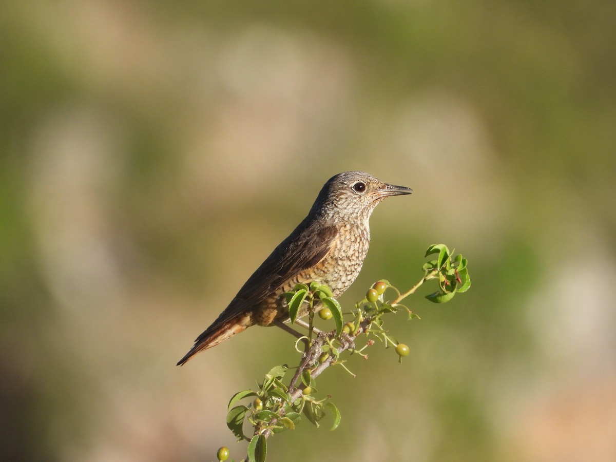 Rufous-tailed Rock-Thrush - ML644135978