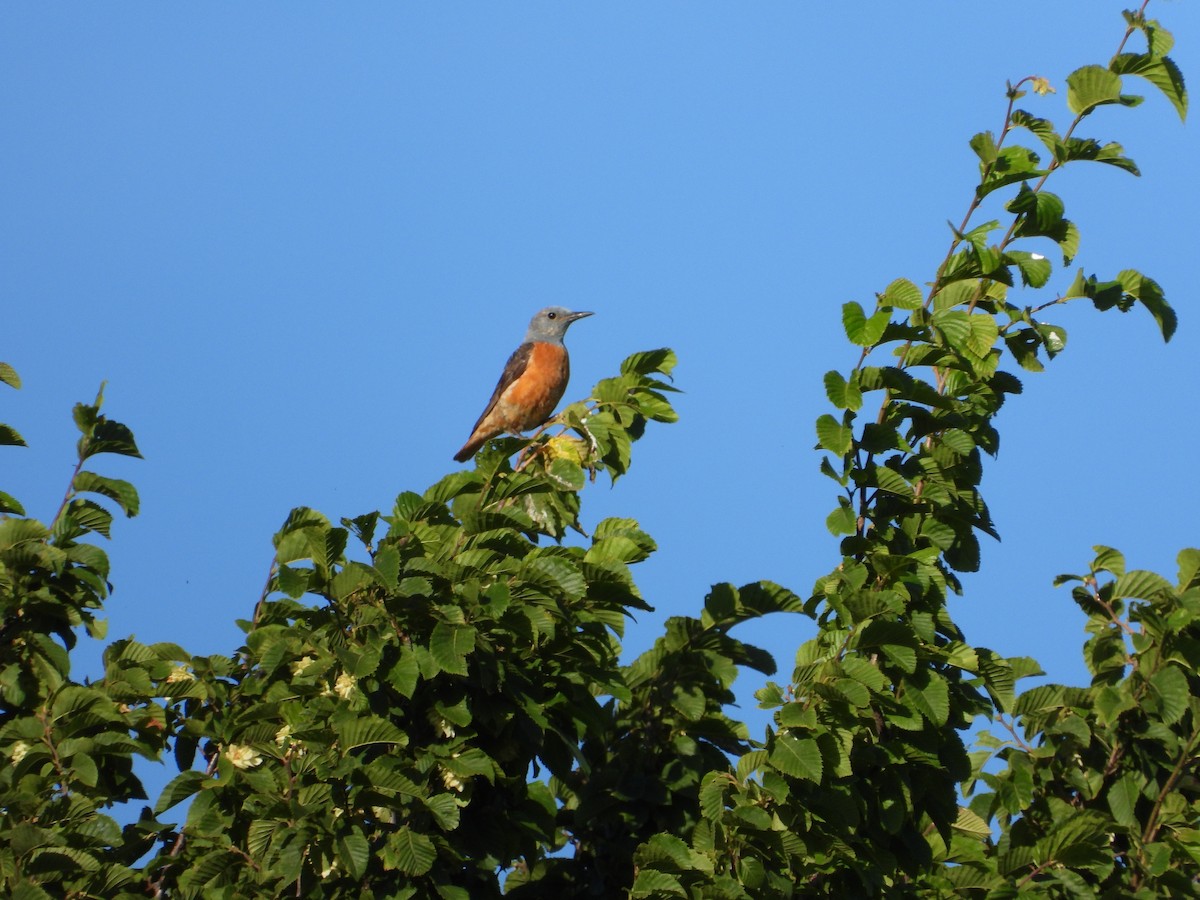 Rufous-tailed Rock-Thrush - ML644135979