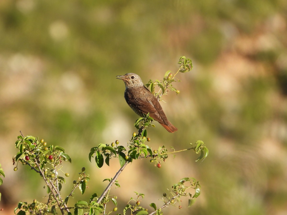 Rufous-tailed Rock-Thrush - ML644135980