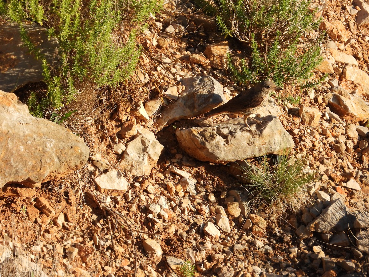 Rufous-tailed Rock-Thrush - ML644135982