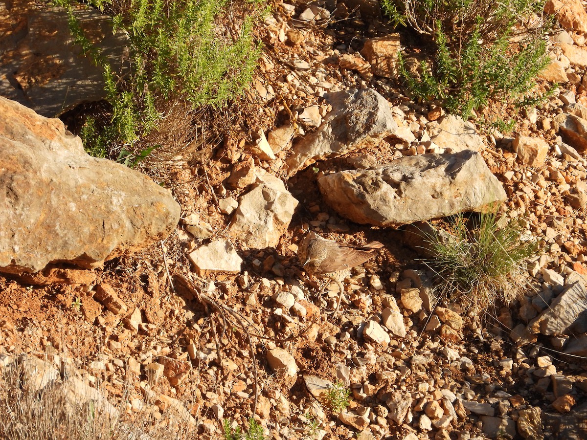 Rufous-tailed Rock-Thrush - ML644135983