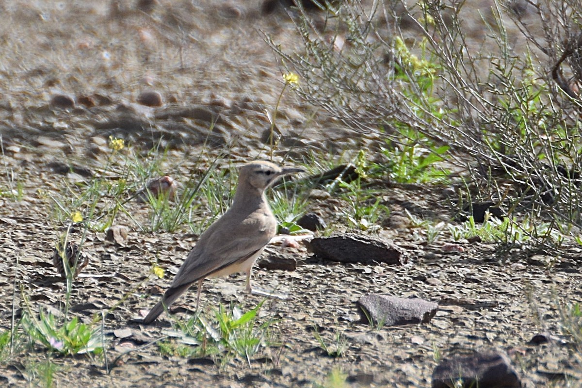 Greater Hoopoe-Lark (Mainland) - ML644135988