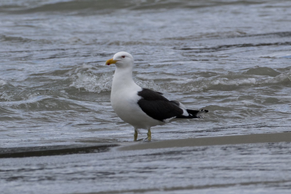 Kelp Gull - ML644135989