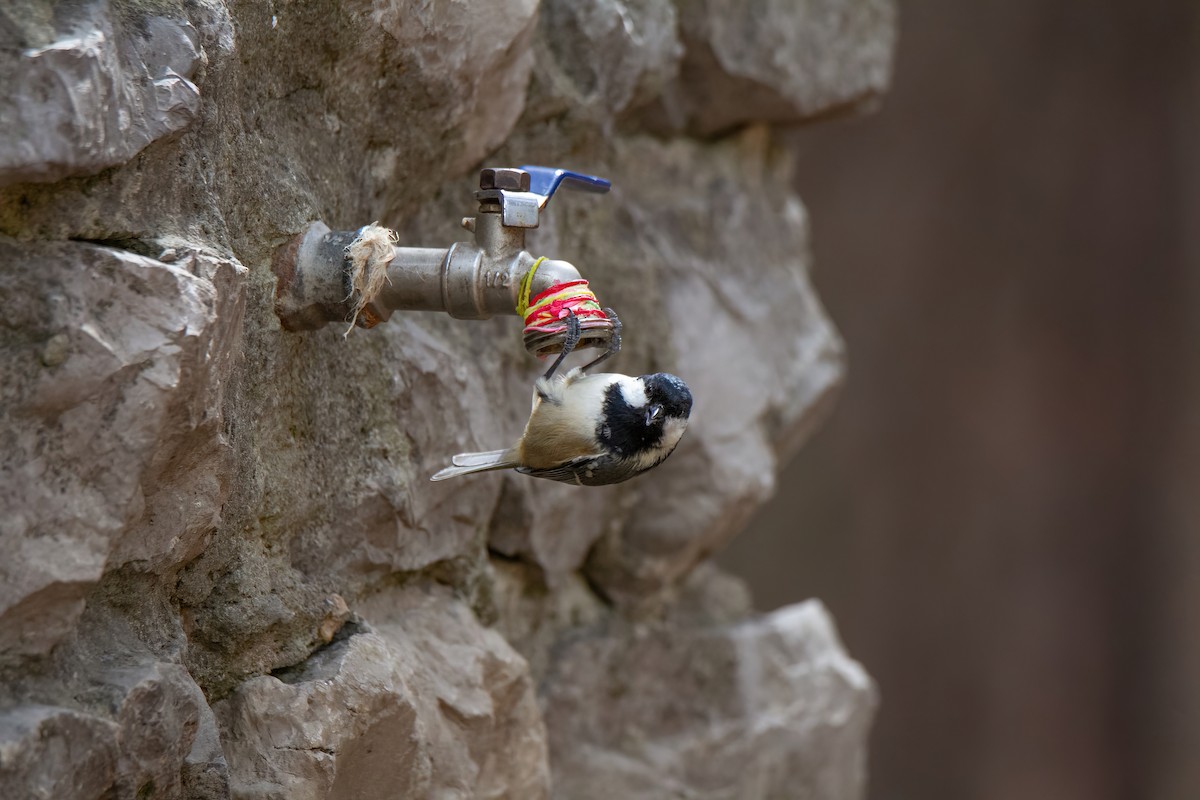 Coal Tit - ML644135994