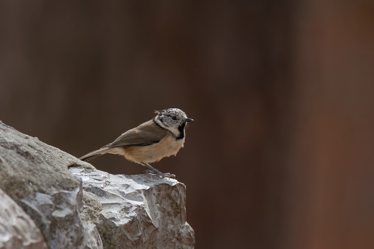Crested Tit - ML644136000