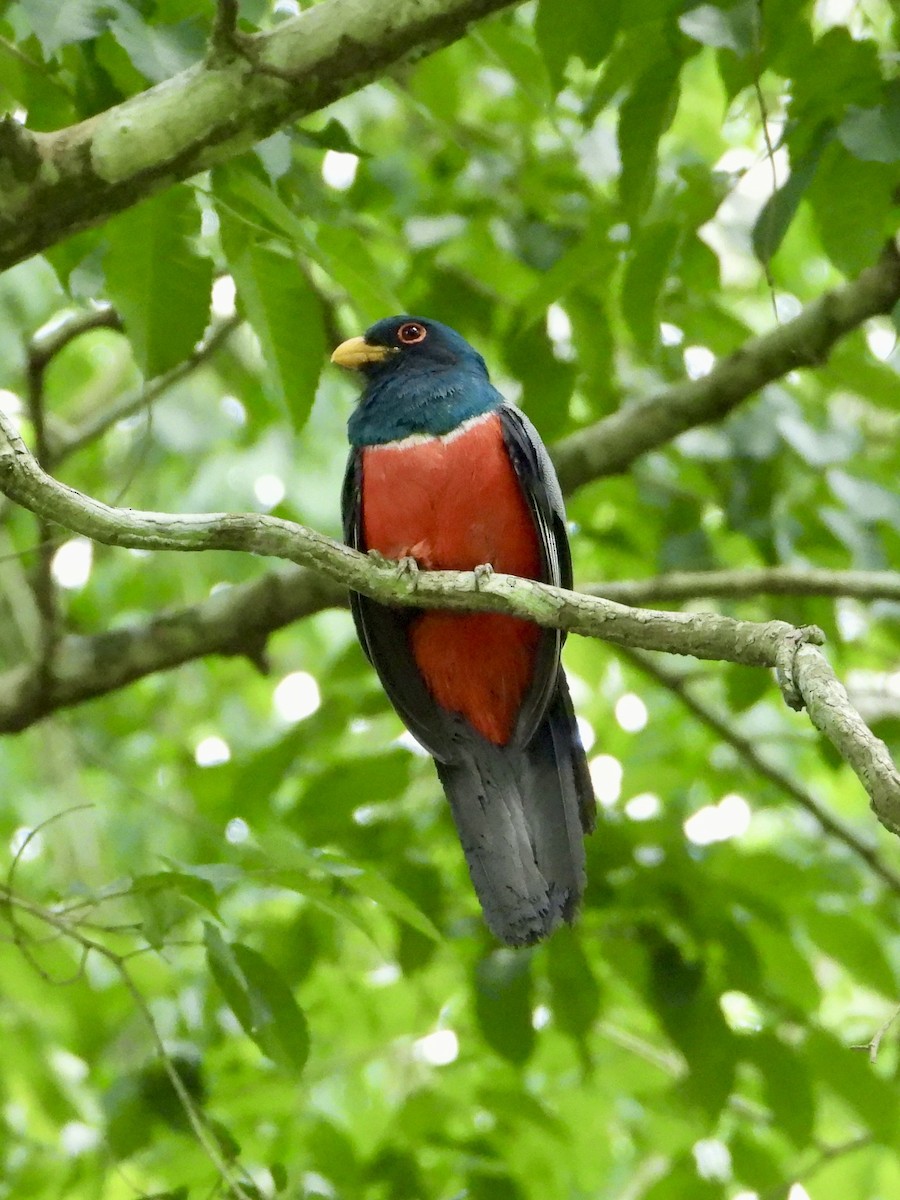 Black-tailed Trogon - ML644136004