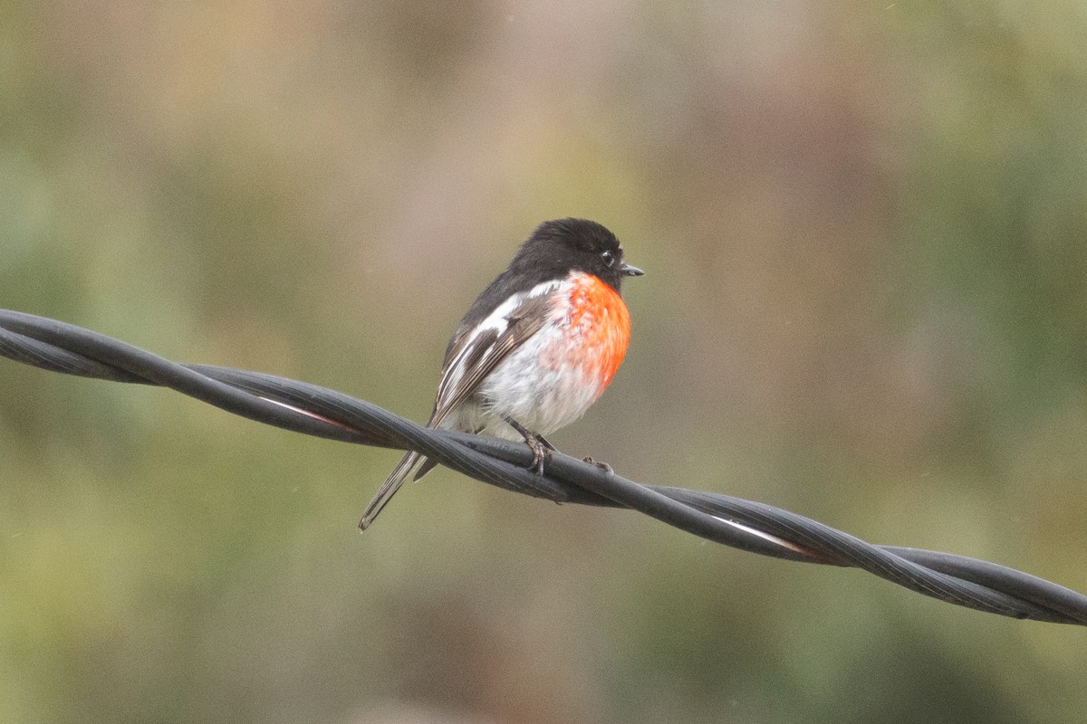 サンショクヒタキ - ML644136008