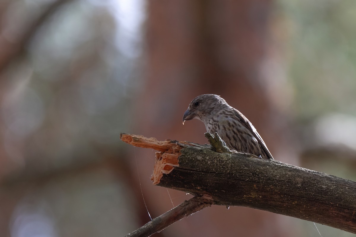 Red Crossbill - ML644136013