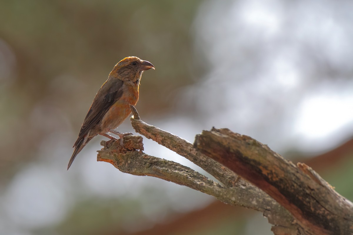 Red Crossbill - ML644136014
