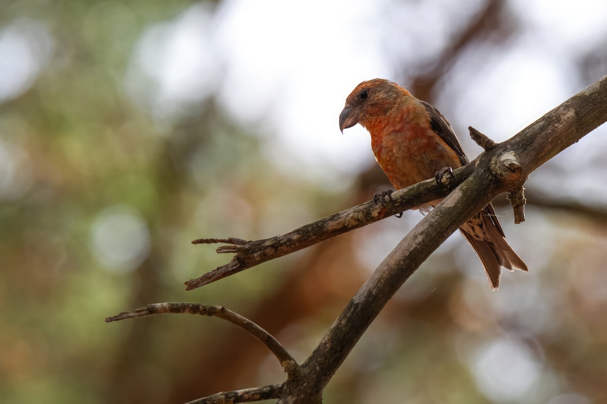 Red Crossbill - ML644136015