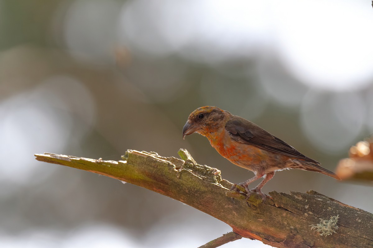 Red Crossbill - ML644136016