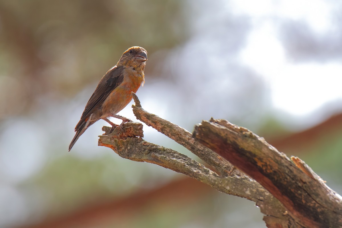 Red Crossbill - ML644136017