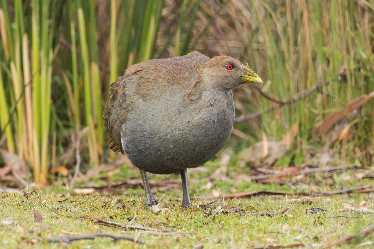 Grünfuß-Teichhuhn - ML644136021