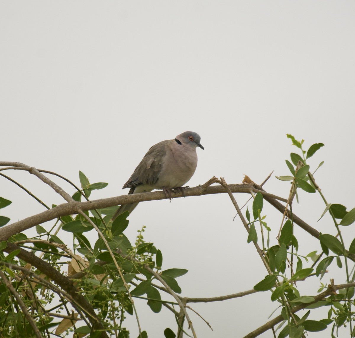 klagedue - ML644136031