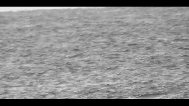 Manx Shearwater - ML644136044