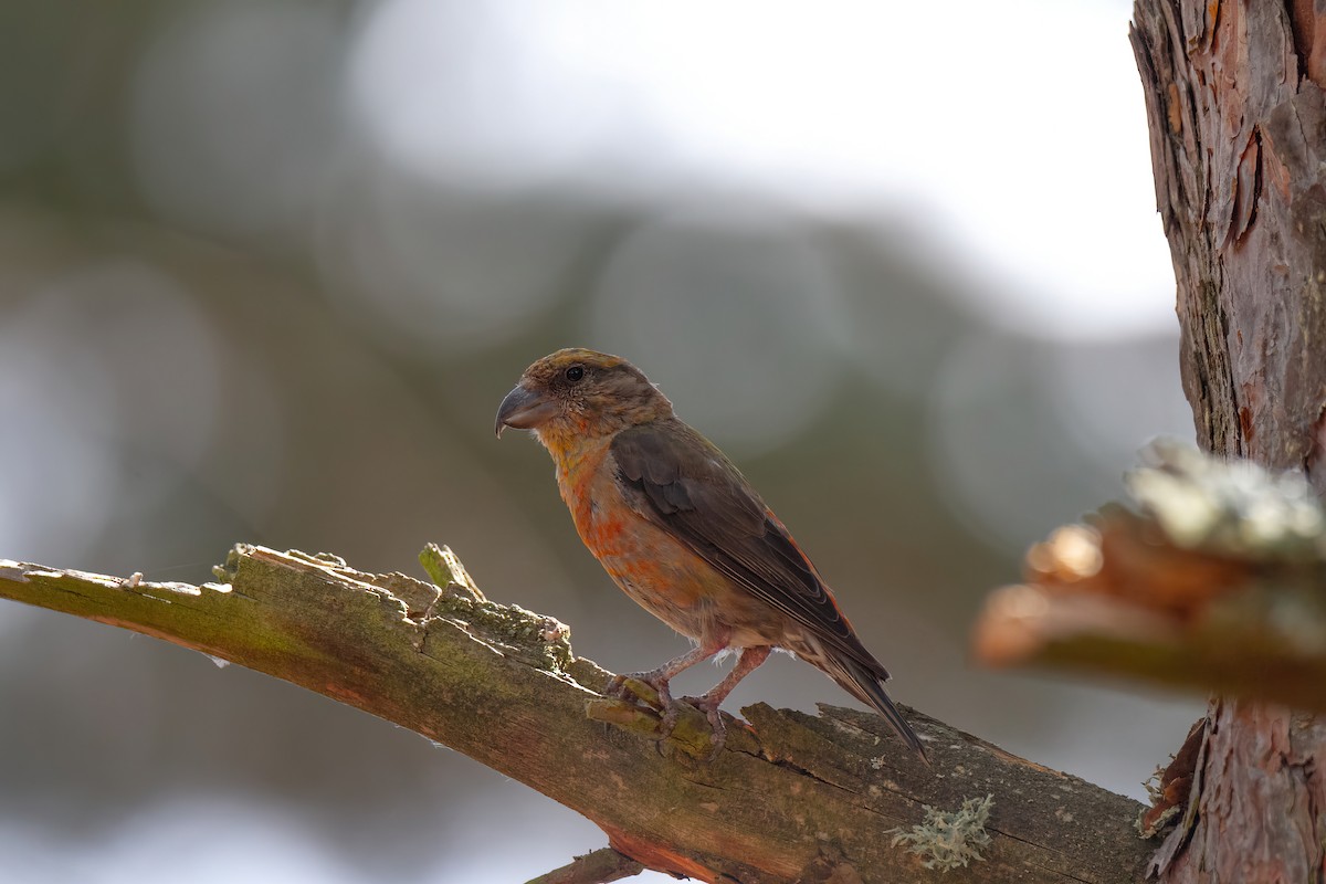 Red Crossbill - ML644136047