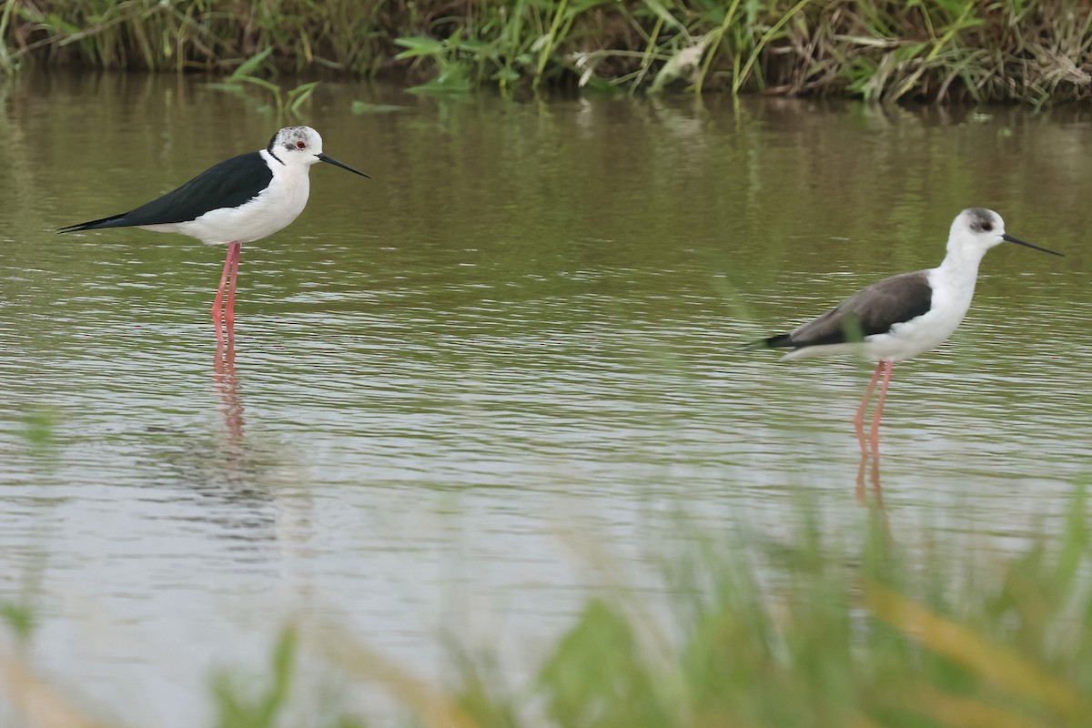 Эгэл хилэн жигүүр - ML644136052