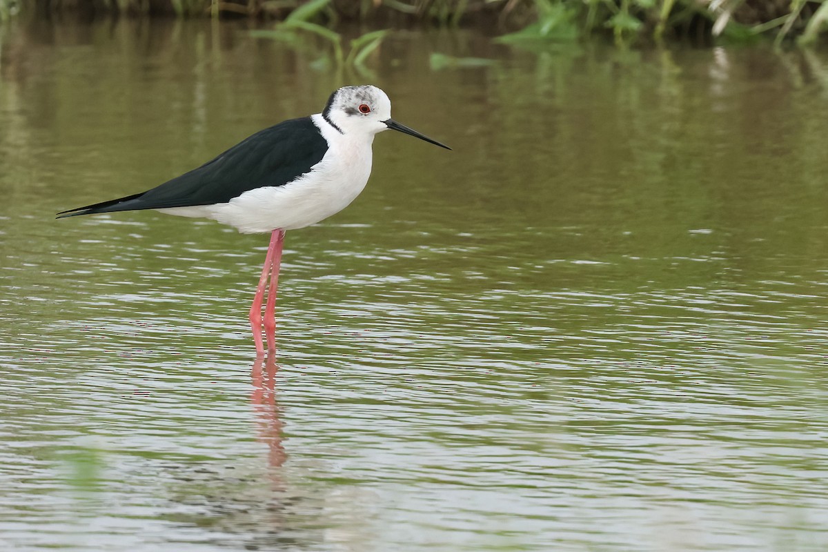 Эгэл хилэн жигүүр - ML644136053