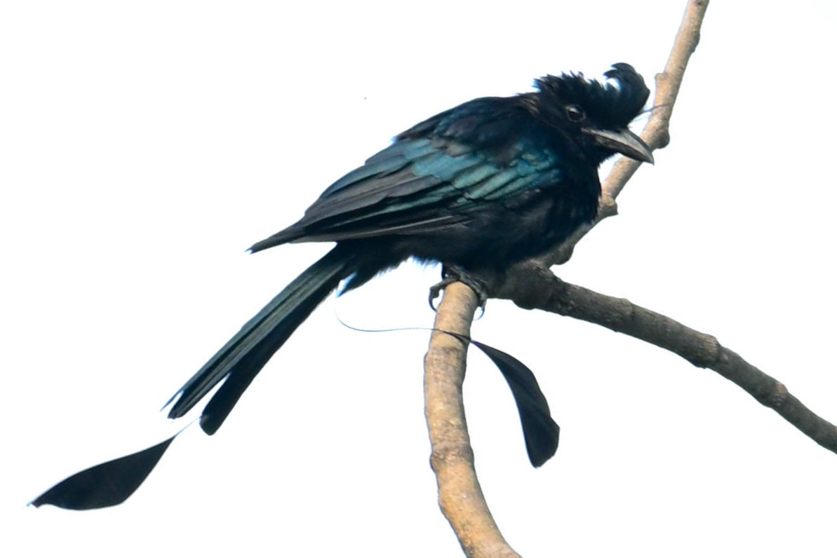 Greater Racket-tailed Drongo - ML644136062