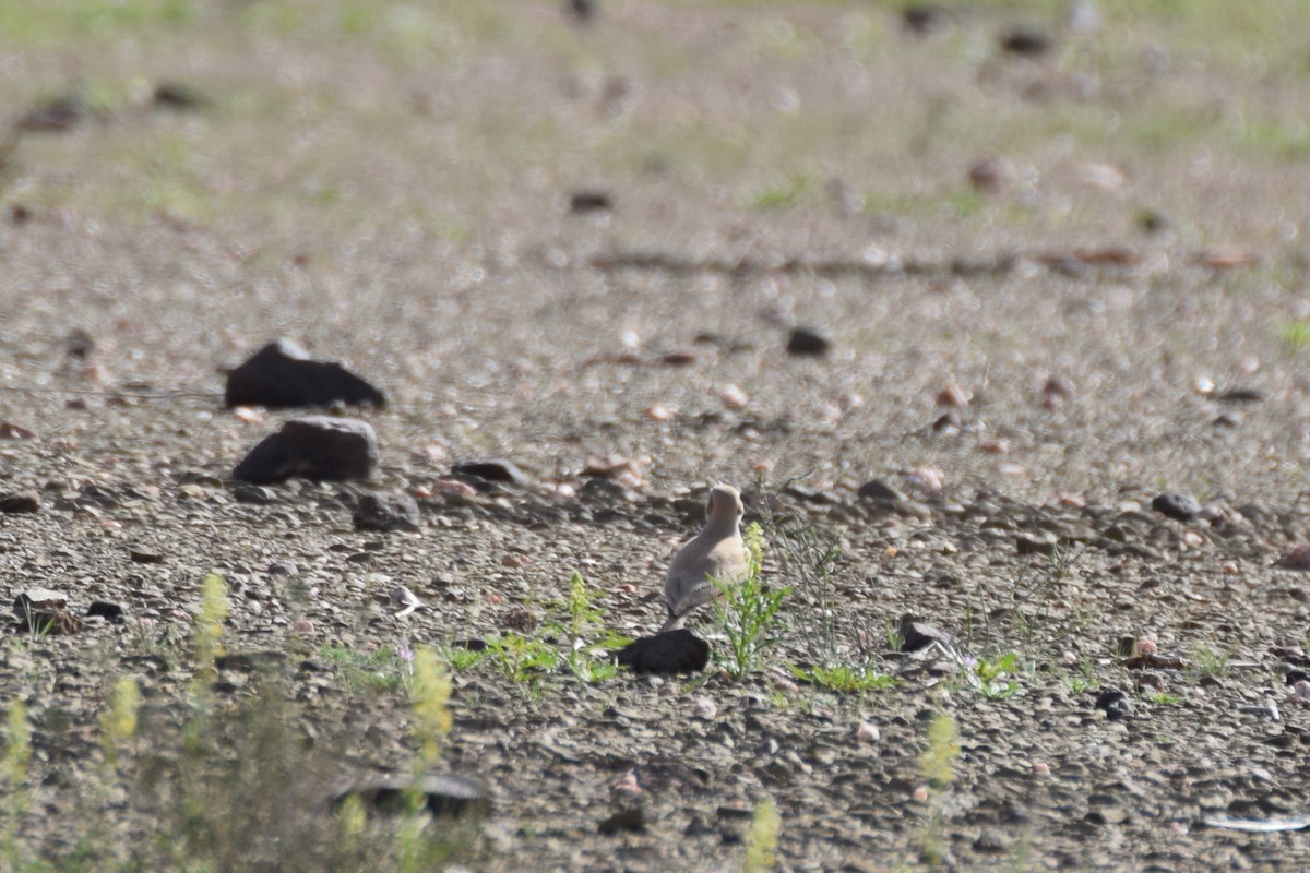 Greater Hoopoe-Lark (Mainland) - ML644136067
