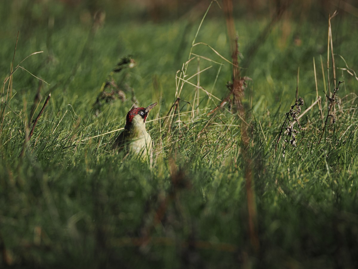 Eurasian Green Woodpecker - ML644136069