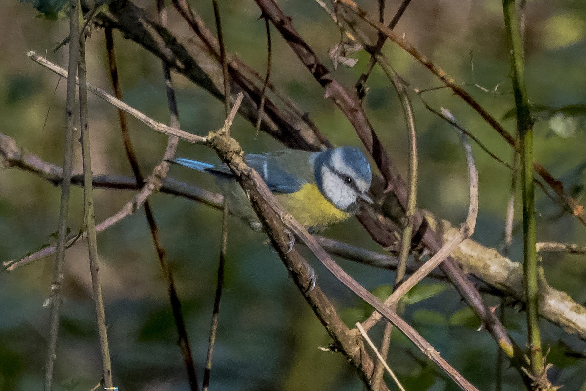 Blaumeise - ML644136078