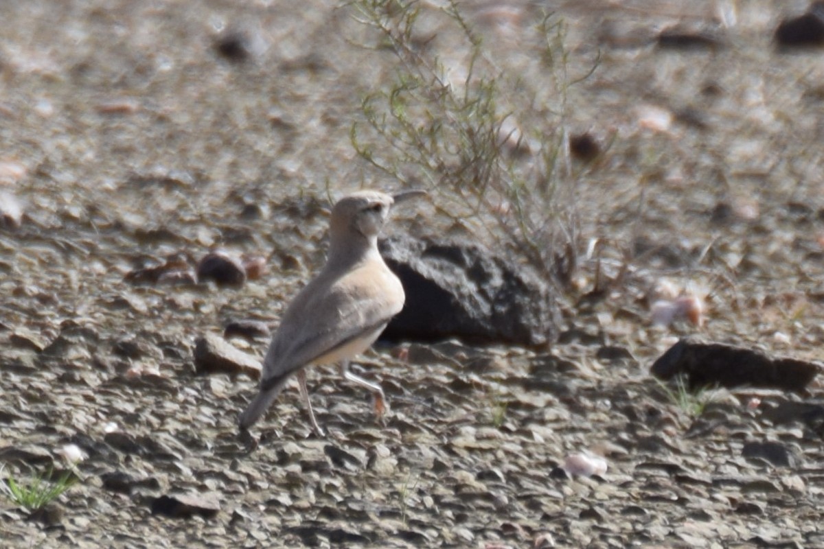 Greater Hoopoe-Lark (Mainland) - ML644136083