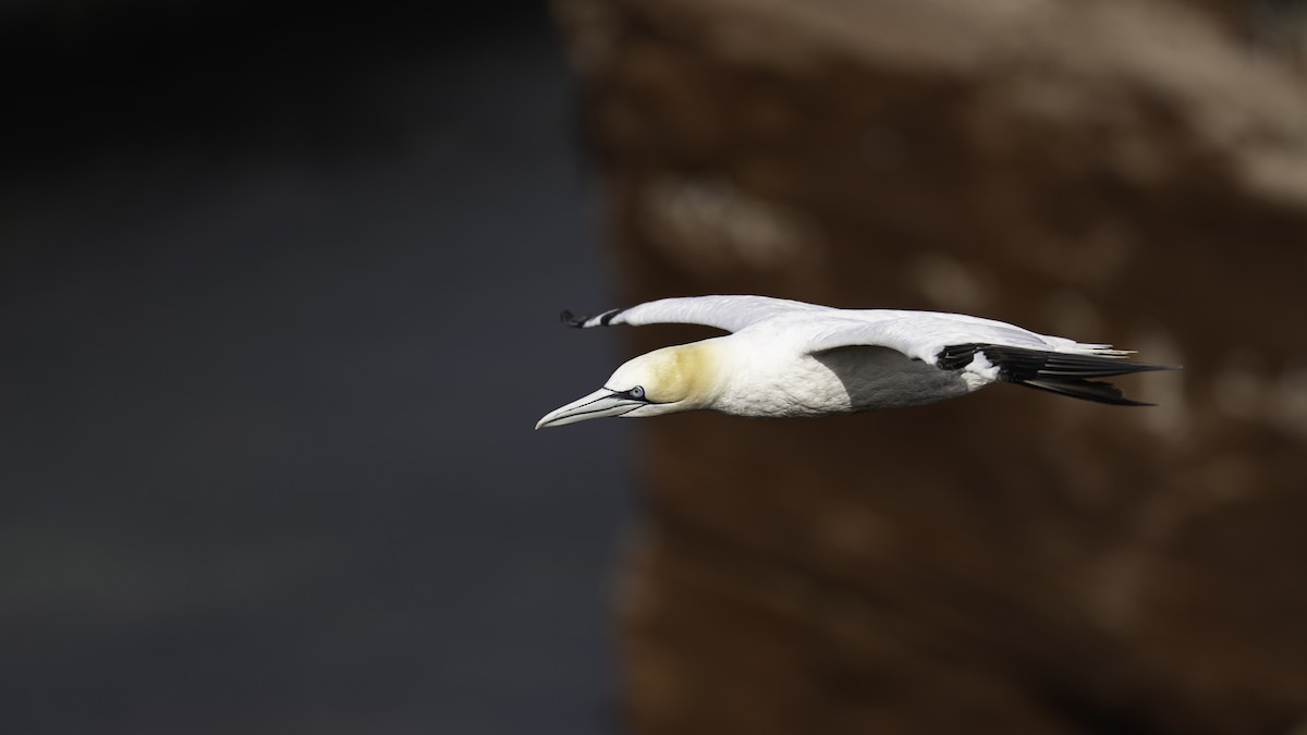 havsule - ML644136084