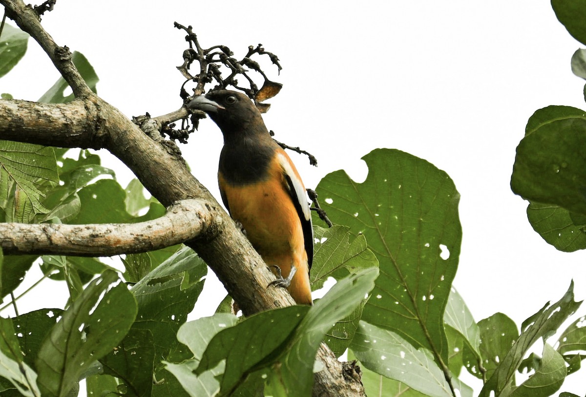 Rufous Treepie - ML644136089
