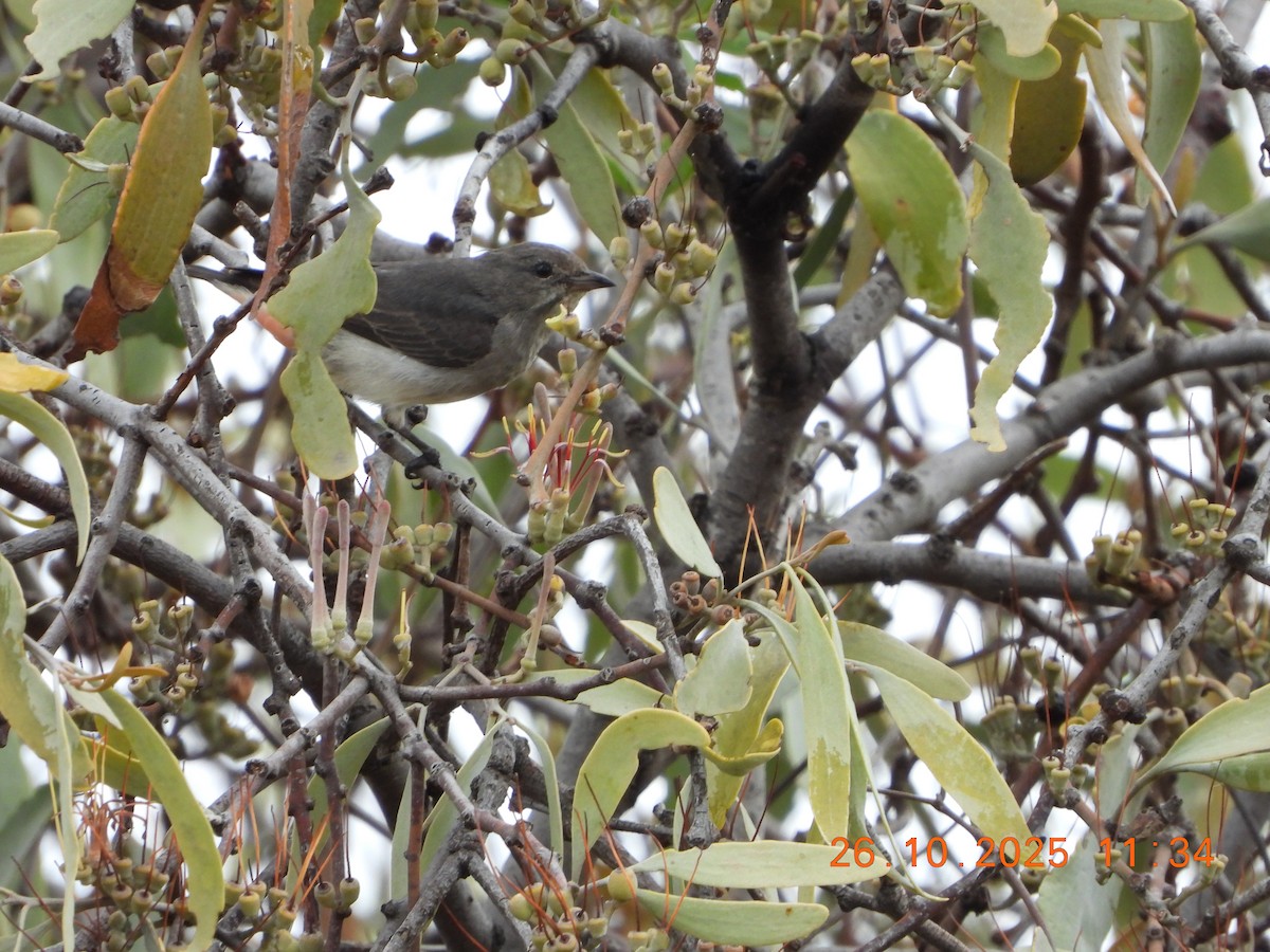 Mistletoebird - ML644136104
