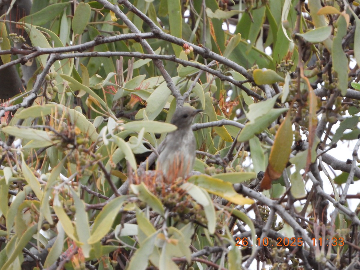 Mistletoebird - ML644136105