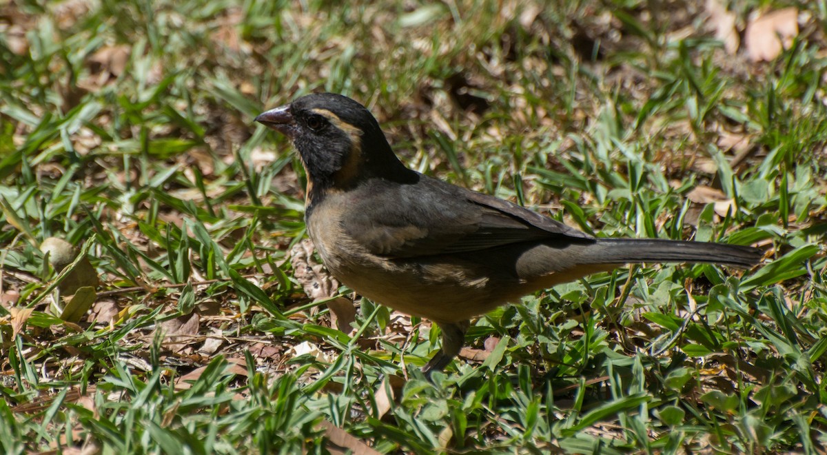 oransjenebbsaltator - ML644136107