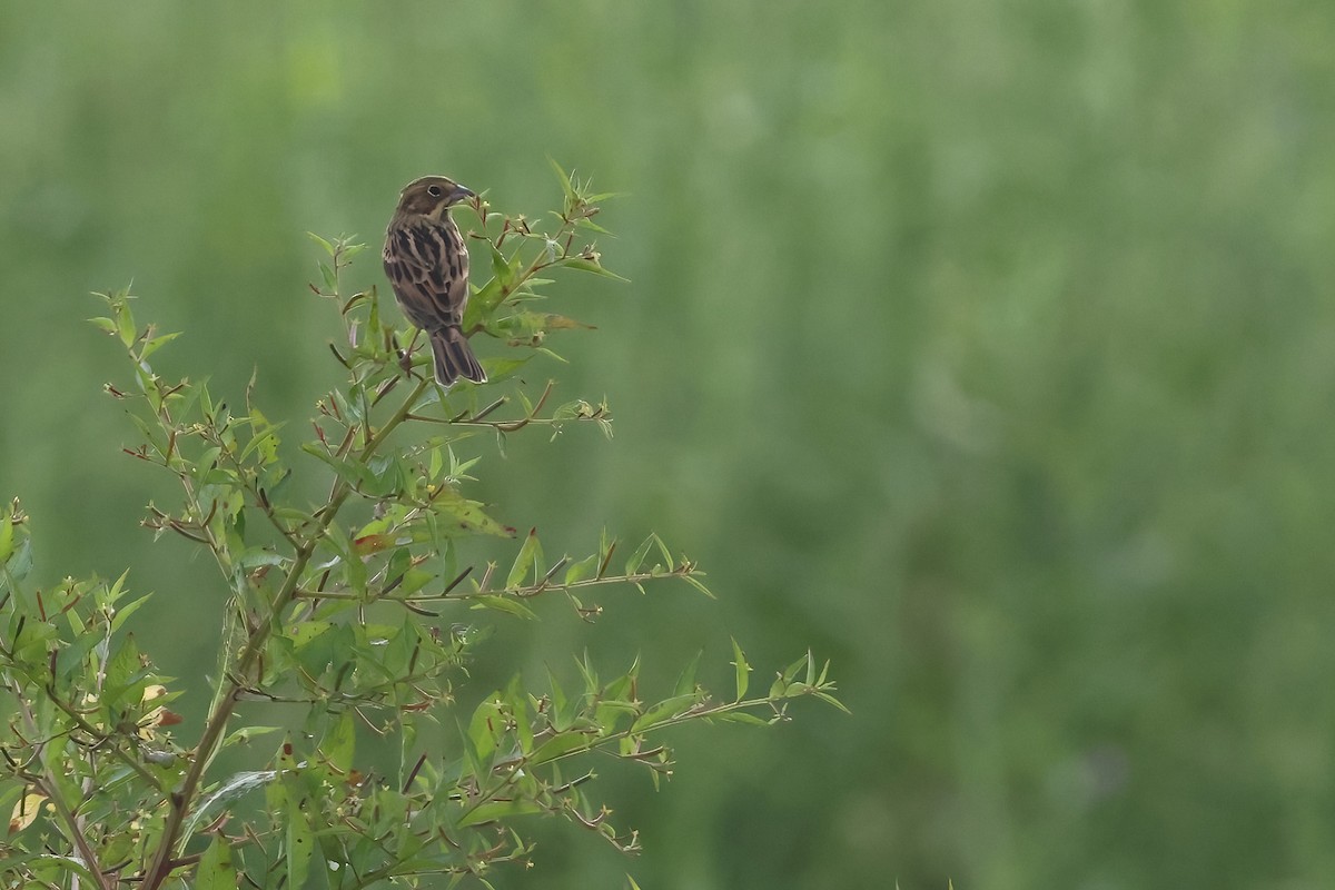 Шар нүдэн хөмрөг - ML644136123