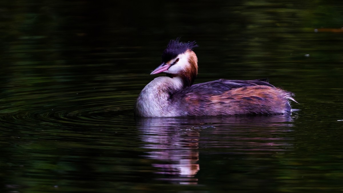 potápka roháč - ML644136166