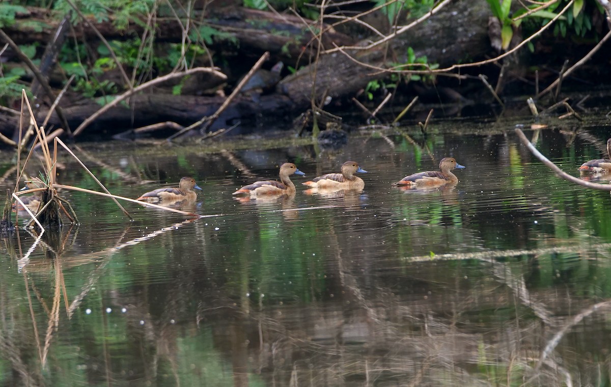 Dendrocygne siffleur - ML644136171