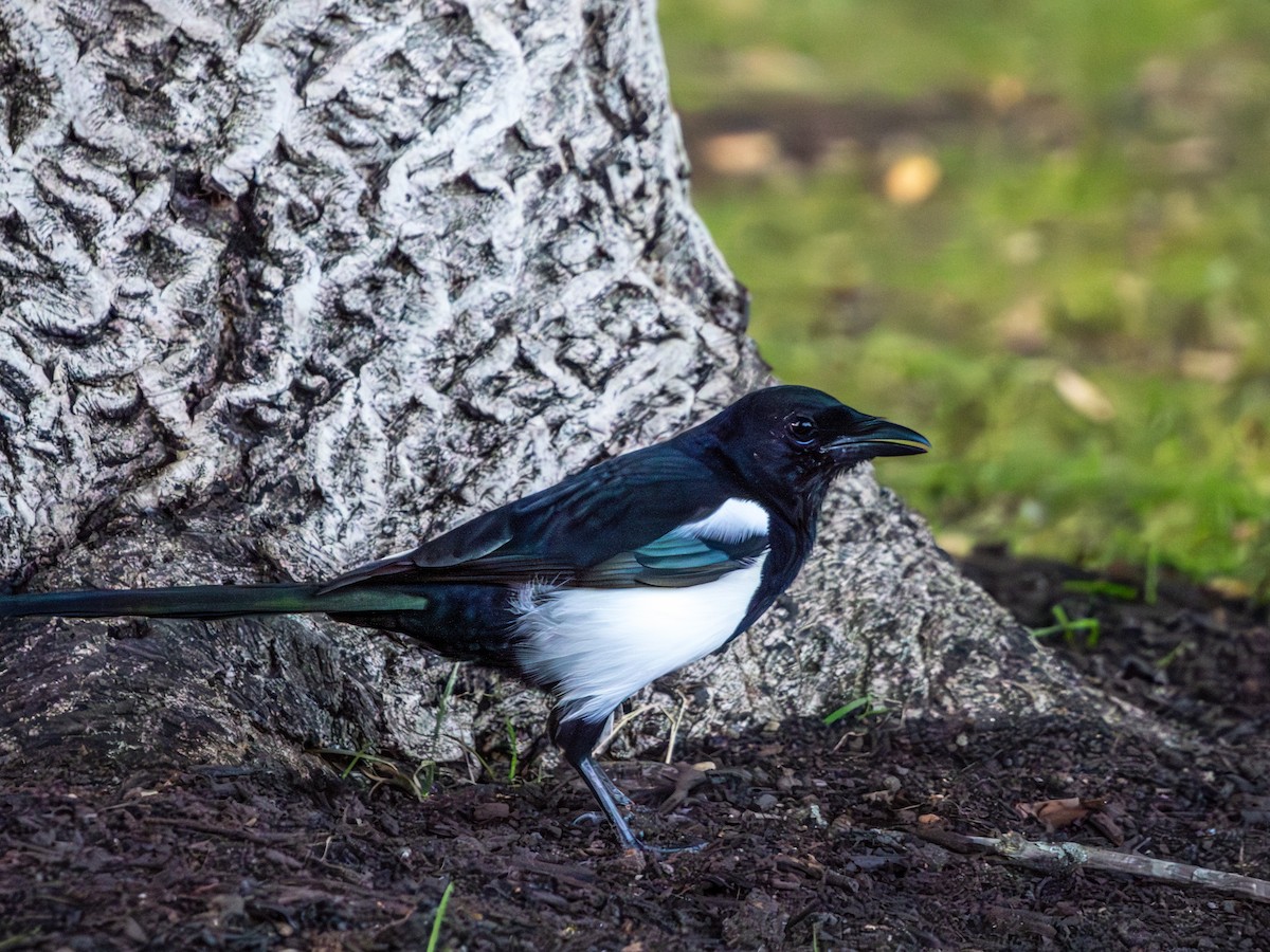 straka obecná - ML644136174