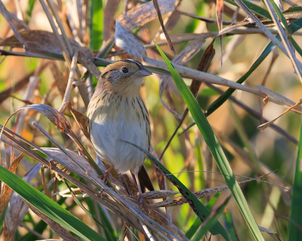 LeConte's Sparrow - ML644136180