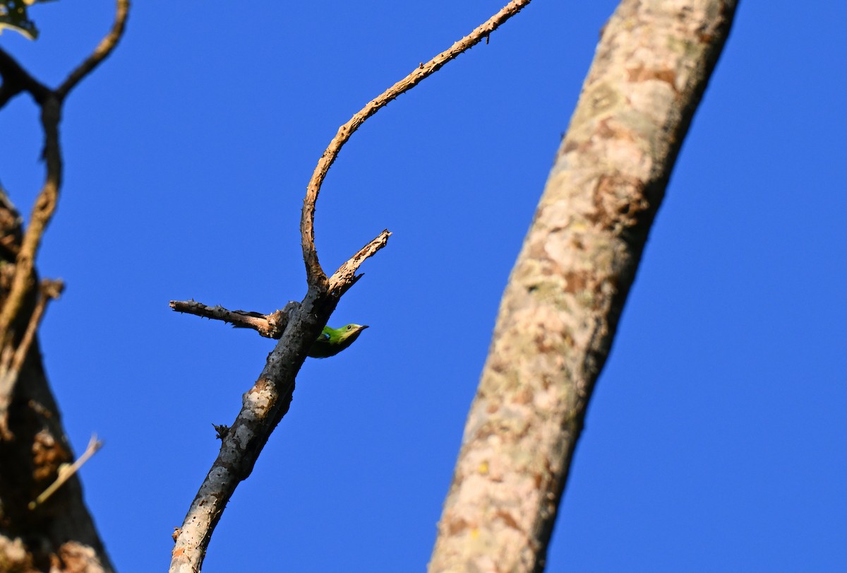 Golden-fronted Leafbird - ML644136190