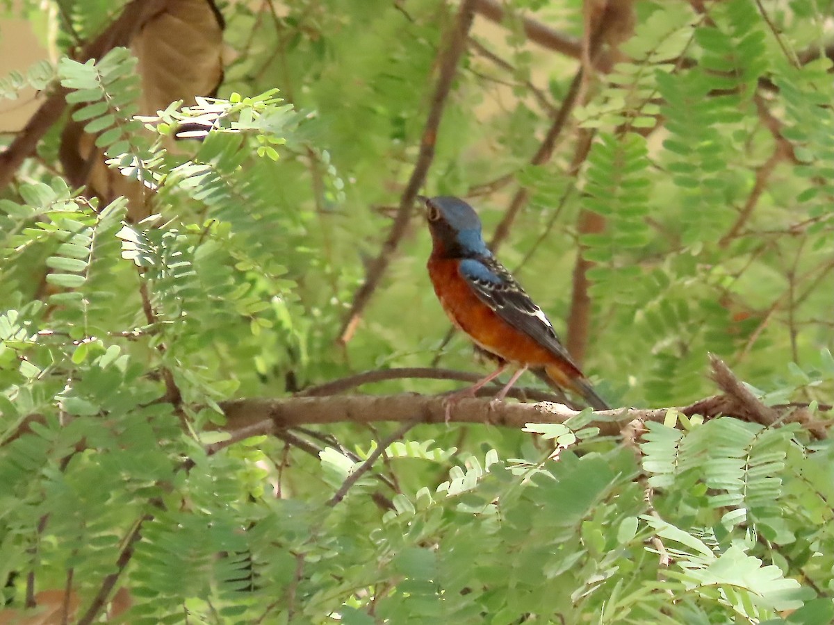 Ak Boğazlı Taşkızılı - ML644136191