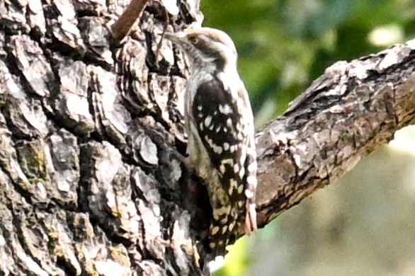 チャガシラコゲラ - ML644136198