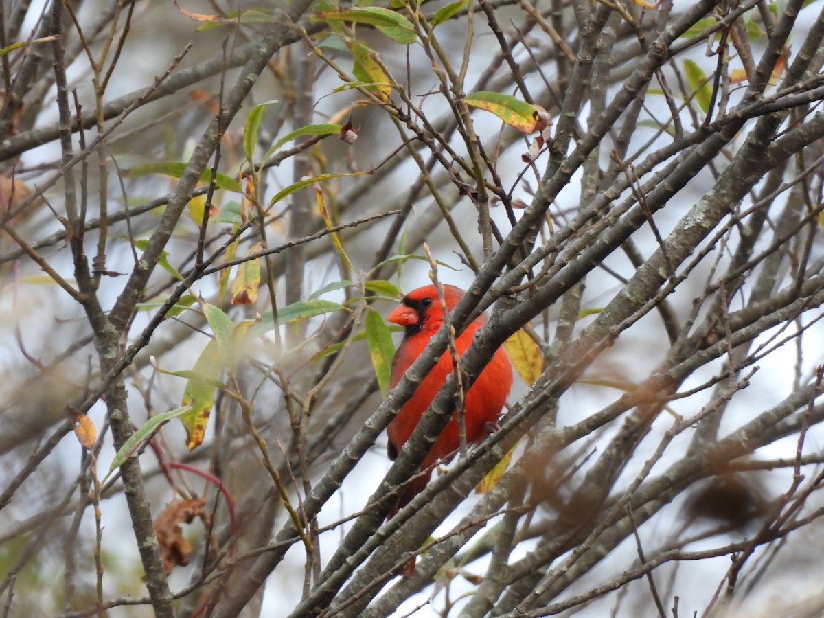 Northern Cardinal - ML644136223